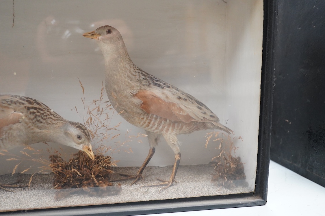 A Victorian taxidermy cased pair of corncrakes, dimensions; 48cm wide, 30cm high, 15cm deep